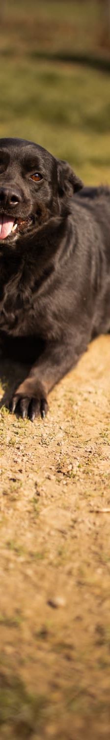 Lokica – Mischling, Weibchen, 5 Jahre, Nordic Strays e.V. – Foto 3