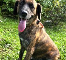 Lokica – Mischling, Weibchen, 5 Jahre, Nordic Strays e.V. – Foto 5