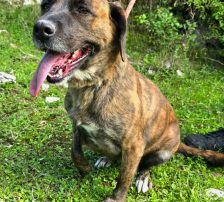 Lokica – Mischling, Weibchen, 5 Jahre, Nordic Strays e.V. – Foto 6