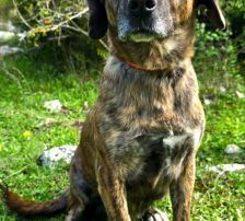 Lokica – Mischling, Weibchen, 5 Jahre, Nordic Strays e.V. – Foto 7