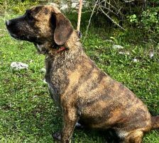 Lokica – Mischling, Weibchen, 5 Jahre, Nordic Strays e.V. – Foto 8