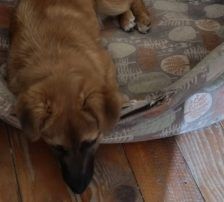 Mihajela – Mischling, Weibchen, 7 Monate, Nordic Strays e.V. – Foto 2