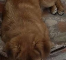 Mihajela – Mischling, Weibchen, 7 Monate, Nordic Strays e.V. – Foto 3