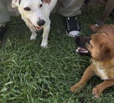 Mihajela – Mischling, Weibchen, 7 Monate, Nordic Strays e.V. – Foto 9