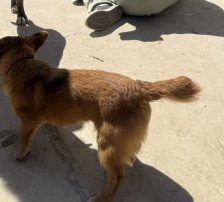 Mihajela – Mischling, Weibchen, 7 Monate, Nordic Strays e.V. – Foto 10