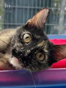 Mietzi – EKH, Weibchen, 1 Jahr, 90537 Feucht – Foto 1