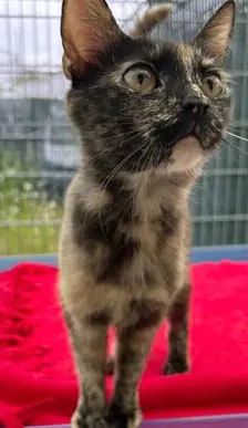 Mietzi – EKH, Weibchen, 1 Jahr, 90537 Feucht – Foto 2