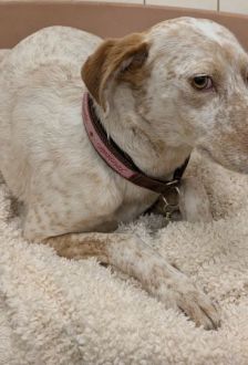 Linda – Jagdhund Mix, Weibchen, 5 Jahre, 97074 Würzburg – Foto 1