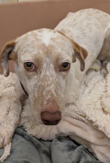 Linda – Jagdhund Mix, Weibchen, 5 Jahre, 97074 Würzburg – Foto 2