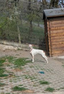 Linda – Jagdhund Mix, Weibchen, 5 Jahre, 97074 Würzburg – Foto 3