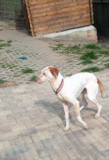 Linda – Jagdhund Mix, Weibchen, 5 Jahre, 97074 Würzburg – Foto 4