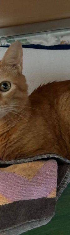 Martina – Europäisch Kurzhaar, Weibchen, 1 Jahr, 65520 Bad Camberg – Foto 6