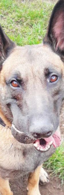 Nacho – Belgischer Schäferhund, Männchen, 3 Jahre 10 Monate, 13057 Berlin – Foto 1