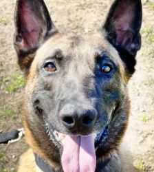 Nacho – Belgischer Schäferhund, Männchen, 3 Jahre 10 Monate, 13057 Berlin – Foto 2