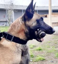 Nacho – Belgischer Schäferhund, Männchen, 3 Jahre 10 Monate, 13057 Berlin – Foto 3