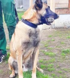 Nacho – Belgischer Schäferhund, Männchen, 3 Jahre 10 Monate, 13057 Berlin – Foto 4