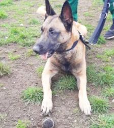 Nacho – Belgischer Schäferhund, Männchen, 3 Jahre 10 Monate, 13057 Berlin – Foto 5