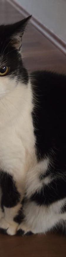 Lolita – EKH, Weibchen, 14 Jahre, 97816 Lohr – Foto 1