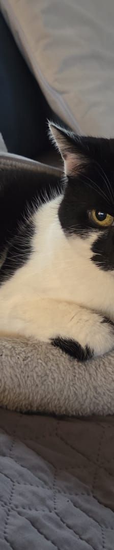 Lolita – EKH, Weibchen, 14 Jahre, 97816 Lohr – Foto 2