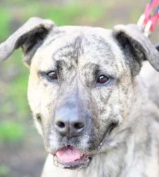 Ninia – Majorero Canario, Weibchen, 3 Jahre, 13057 Berlin – Foto 2