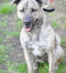 Ninia – Majorero Canario, Weibchen, 3 Jahre, 13057 Berlin – Foto 3