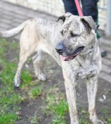 Ninia – Majorero Canario, Weibchen, 3 Jahre, 13057 Berlin – Foto 4