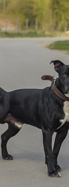 Gordo – Mix-Staff.-Bullterrier, Männchen, 2 Jahre 3 Monate, 45141 Essen – Foto 5