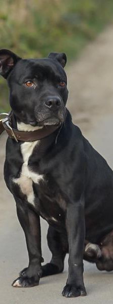 Gordo – Mix-Staff.-Bullterrier, Männchen, 2 Jahre 3 Monate, 45141 Essen – Foto 2
