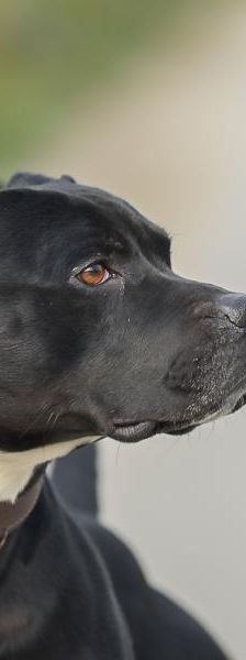 Gordo – Mix-Staff.-Bullterrier, Männchen, 2 Jahre 3 Monate, 45141 Essen – Foto 3