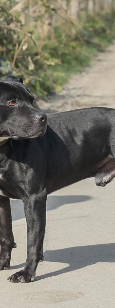 Gordo – Mix-Staff.-Bullterrier, Männchen, 2 Jahre 3 Monate, 45141 Essen – Foto 4