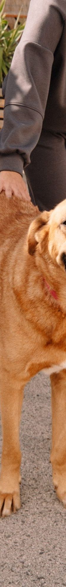 Zagi – Jagdhundmix, Männchen, 2 Jahre, Nordic Strays e.V. – Foto 1