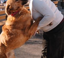 Zagi – Jagdhundmix, Männchen, 2 Jahre, Nordic Strays e.V. – Foto 11