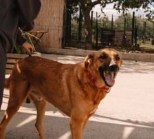 Zagi – Jagdhundmix, Männchen, 2 Jahre, Nordic Strays e.V. – Foto 3