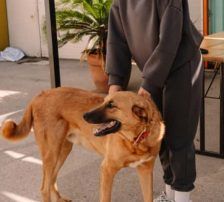 Zagi – Jagdhundmix, Männchen, 2 Jahre, Nordic Strays e.V. – Foto 4