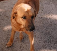 Zagi – Jagdhundmix, Männchen, 2 Jahre, Nordic Strays e.V. – Foto 5