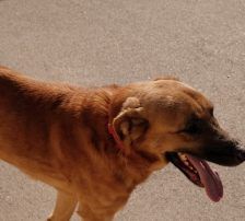 Zagi – Jagdhundmix, Männchen, 2 Jahre, Nordic Strays e.V. – Foto 6