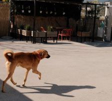 Zagi – Jagdhundmix, Männchen, 2 Jahre, Nordic Strays e.V. – Foto 8