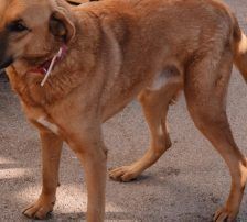 Zagi – Jagdhundmix, Männchen, 2 Jahre, Nordic Strays e.V. – Foto 10