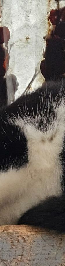 Zahir – EKH, Männchen, 1 Jahr 5 Monate, 97816 Lohr – Foto 1