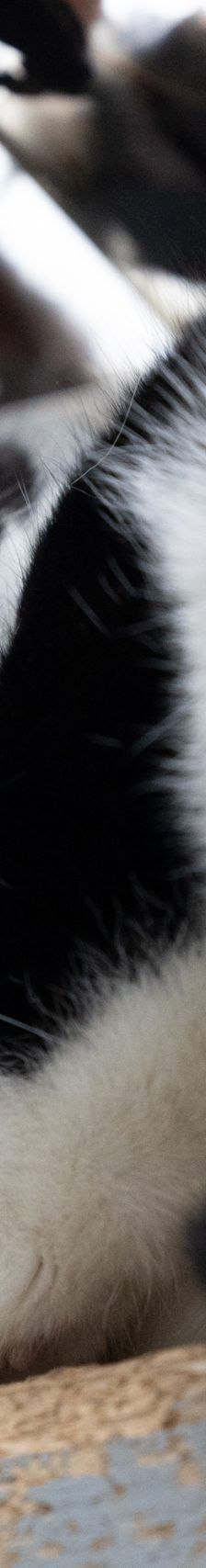 Zahir – EKH, Männchen, 1 Jahr 5 Monate, 97816 Lohr – Foto 2