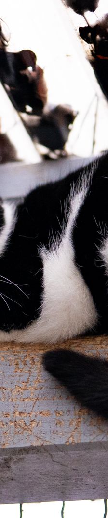 Zahir – EKH, Männchen, 1 Jahr 5 Monate, 97816 Lohr – Foto 5