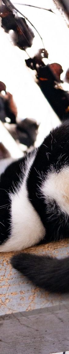 Zahir – EKH, Männchen, 1 Jahr 5 Monate, 97816 Lohr – Foto 6