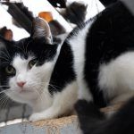 Zahir – EKH, Männchen, 1 Jahr 5 Monate, 97816 Lohr – Foto 7