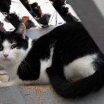 Zahir – EKH, Männchen, 1 Jahr 5 Monate, 97816 Lohr – Foto 8
