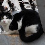 Zahir – EKH, Männchen, 1 Jahr 5 Monate, 97816 Lohr – Foto 9