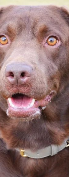 Schoko – Labrador-Retriever, Männchen, 1 Jahr, 13057 Berlin – Foto 1