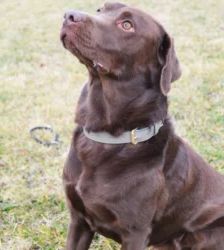 Schoko – Labrador-Retriever, Männchen, 1 Jahr, 13057 Berlin – Foto 2