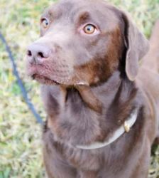 Schoko – Labrador-Retriever, Männchen, 1 Jahr, 13057 Berlin – Foto 3