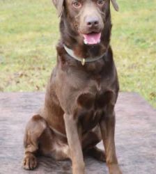 Schoko – Labrador-Retriever, Männchen, 1 Jahr, 13057 Berlin – Foto 4