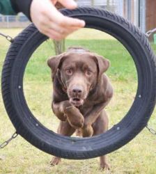 Schoko – Labrador-Retriever, Männchen, 1 Jahr, 13057 Berlin – Foto 5
